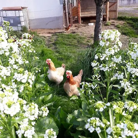 Apartment Appartments Jandlbauer