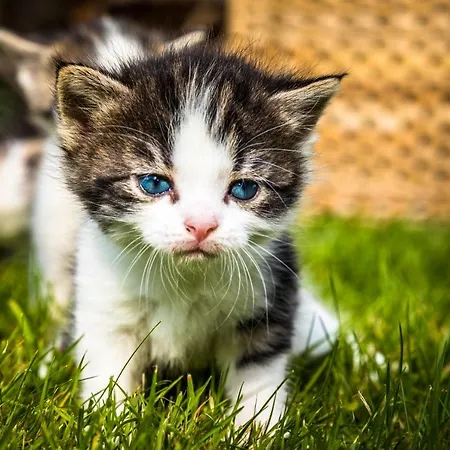 Apartment Appartments Jandlbauer