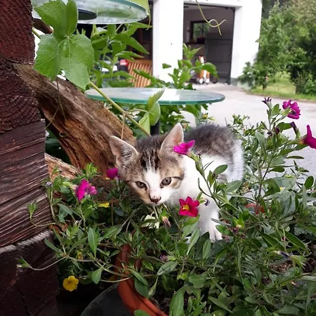 Appartments Jandlbauer Apartment Wagrain