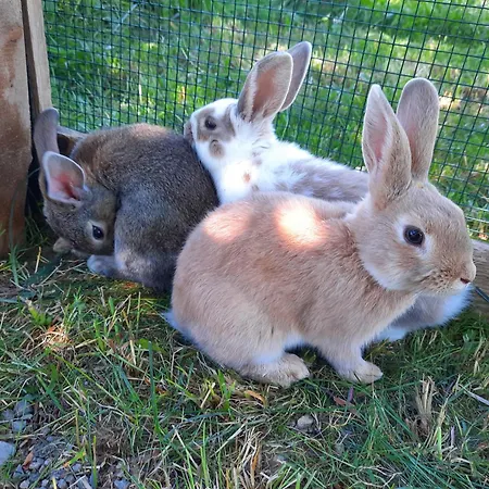 Appartments Jandlbauer * Wagrain